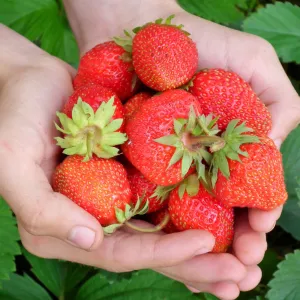 Albion Strawberry Plants