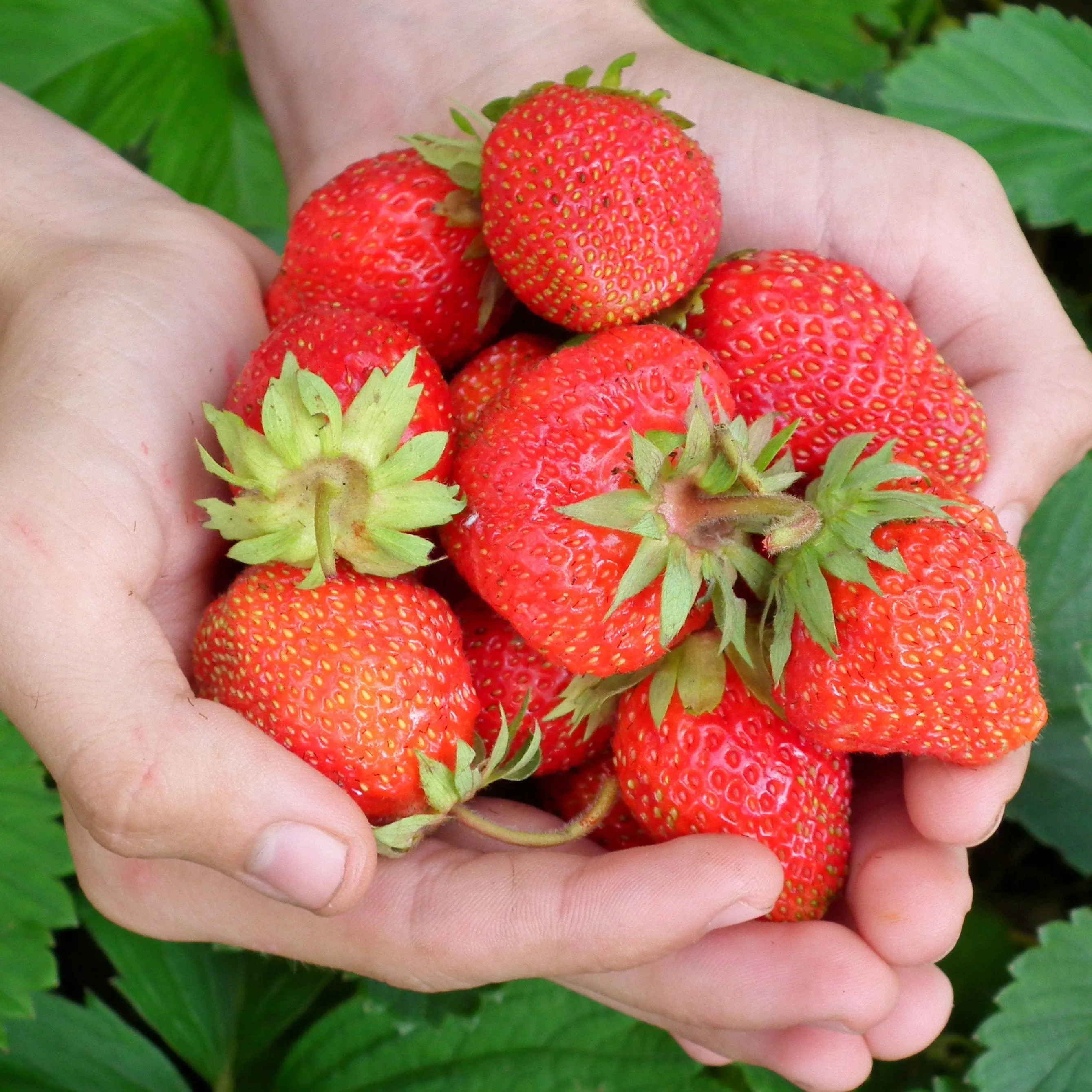 Albion Strawberry Plants