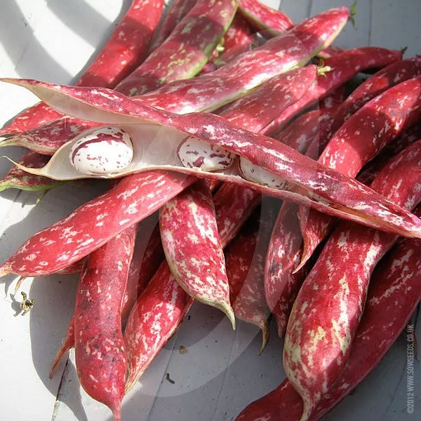 Borlotti Bean Borlotto Lingua di Fuoco Seeds