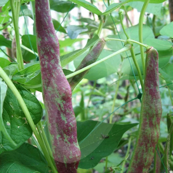 Borlotti Bean Borlotto Lingua di Fuoco Seeds