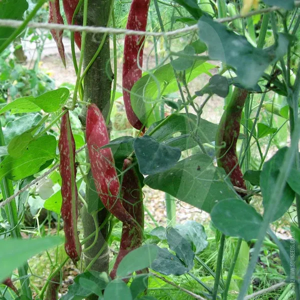 Borlotti Bean Borlotto Lingua di Fuoco Seeds