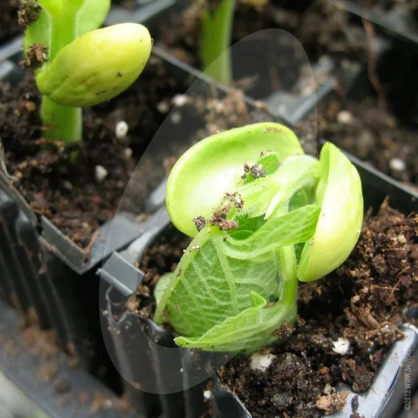 Borlotti Bean Borlotto Lingua di Fuoco Seeds