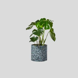 Confetti Planter