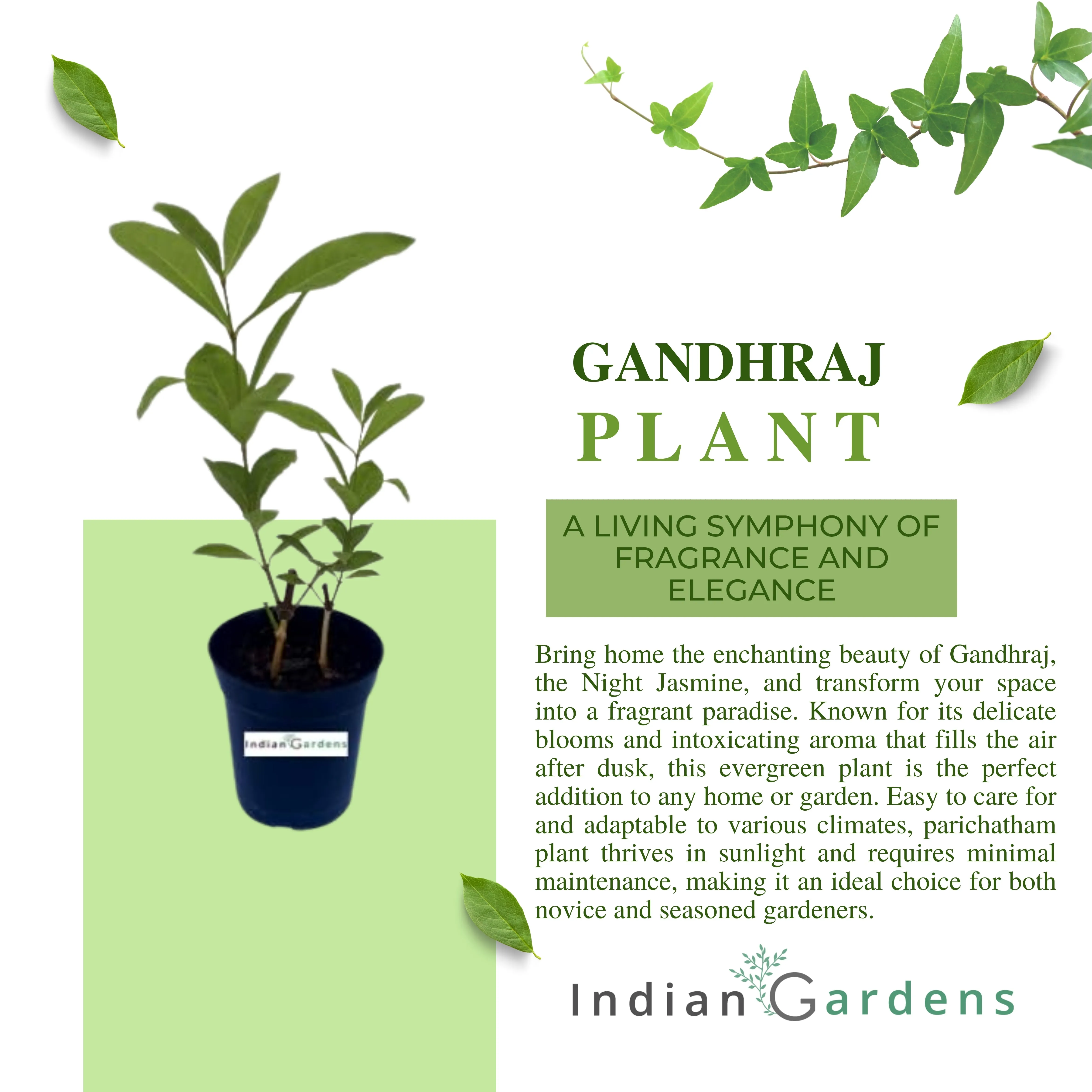 Gandhraj Plant with 4 inch Pot