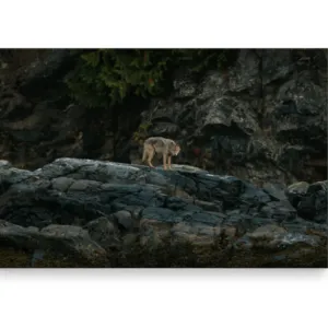 Kimberley Kufaas - Horizontal Post Card | Sea Wolf On Beach