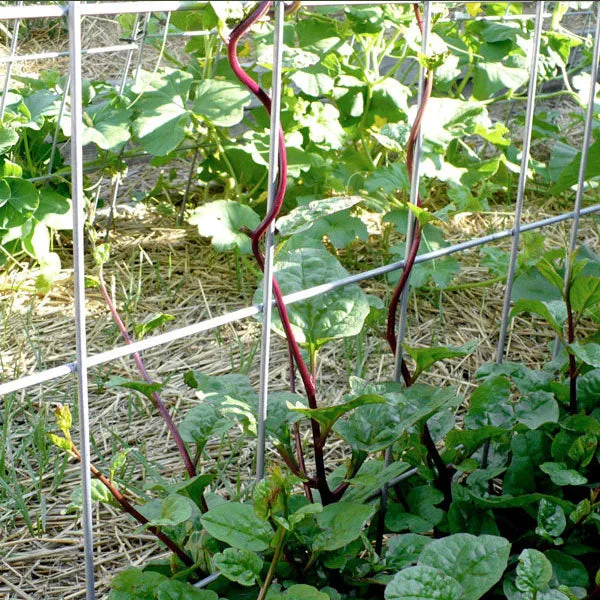 Malabar Red Spinach Seeds