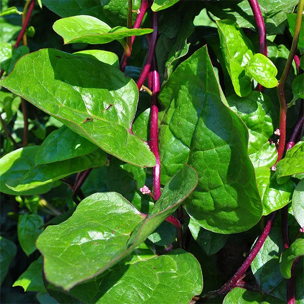 Malabar Red Spinach Seeds