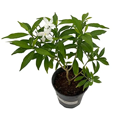 Mini Plant