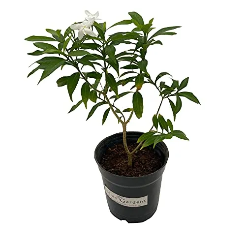 Mini Plant