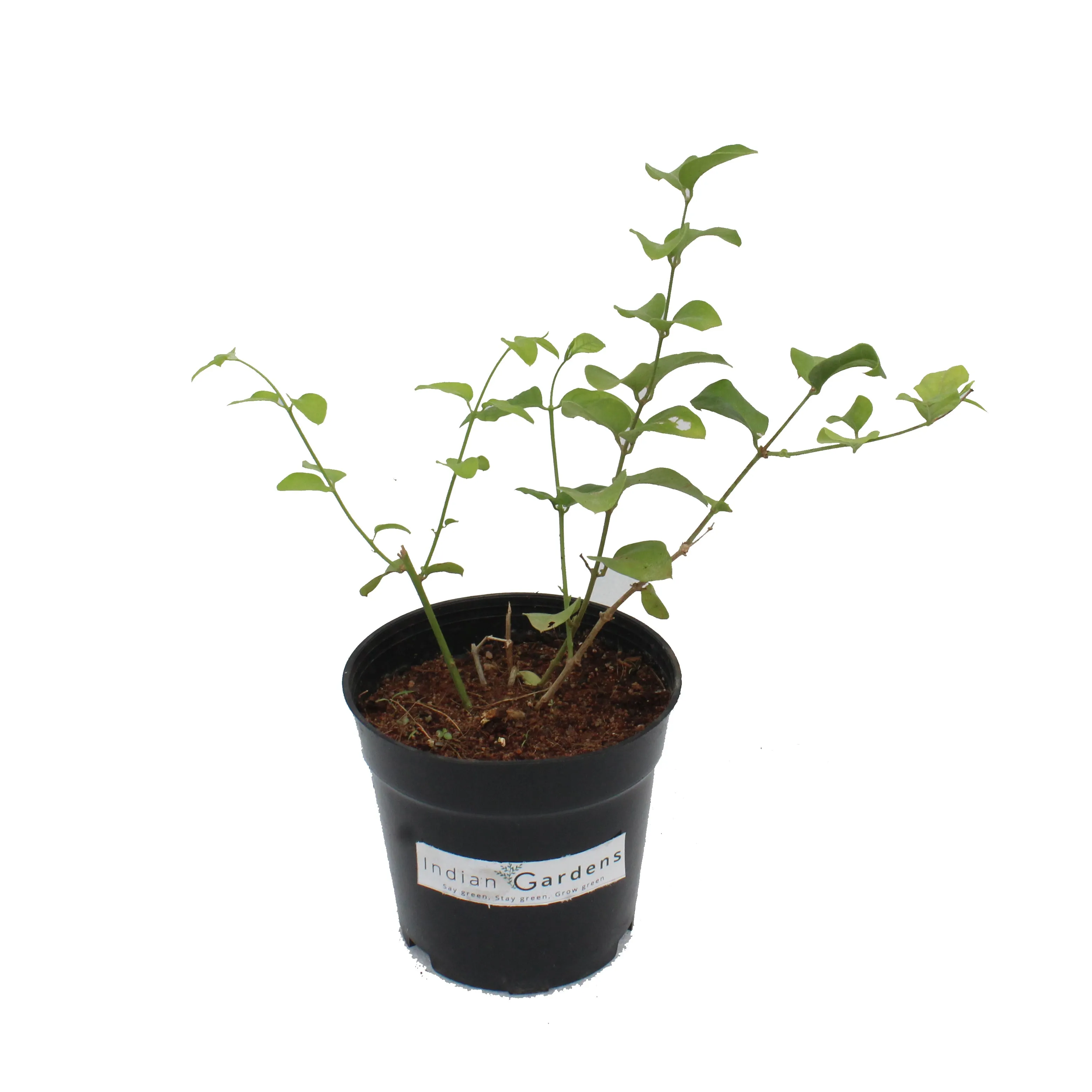 Mullai Plant