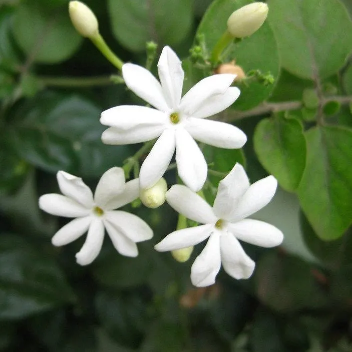 Mullai Plant