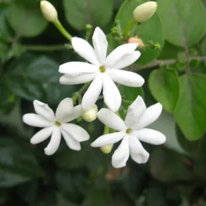Mullai Plant