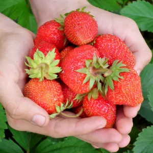 Ozark Beauty Strawberry Plants