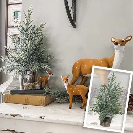 Potted Snow Mountain Pine Tree