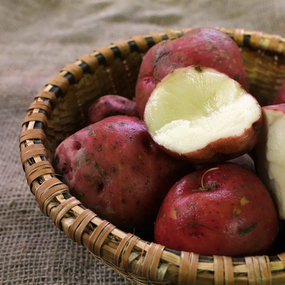 Red Pontiac Potato, ORGANIC