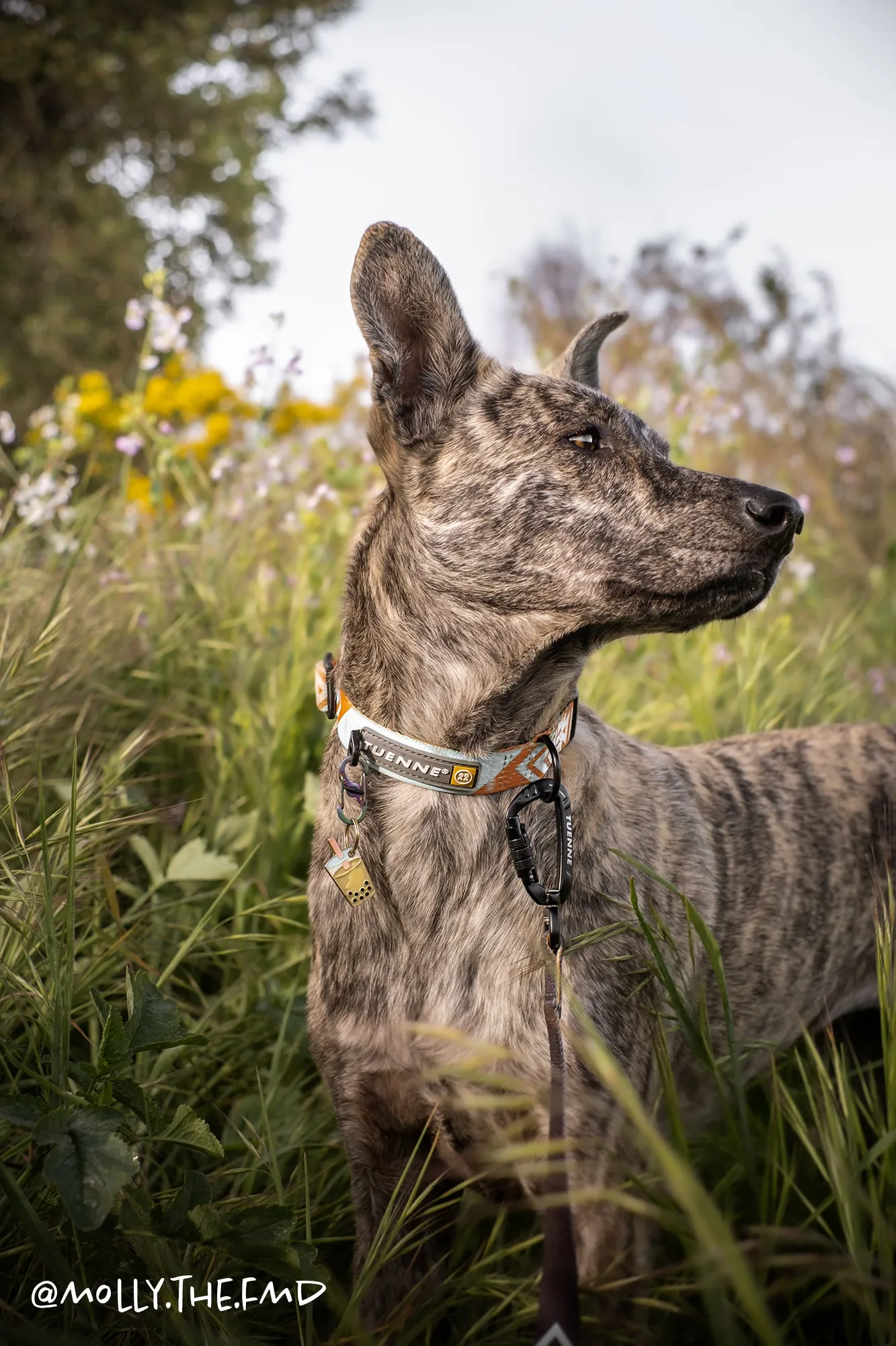 Southwest Collar