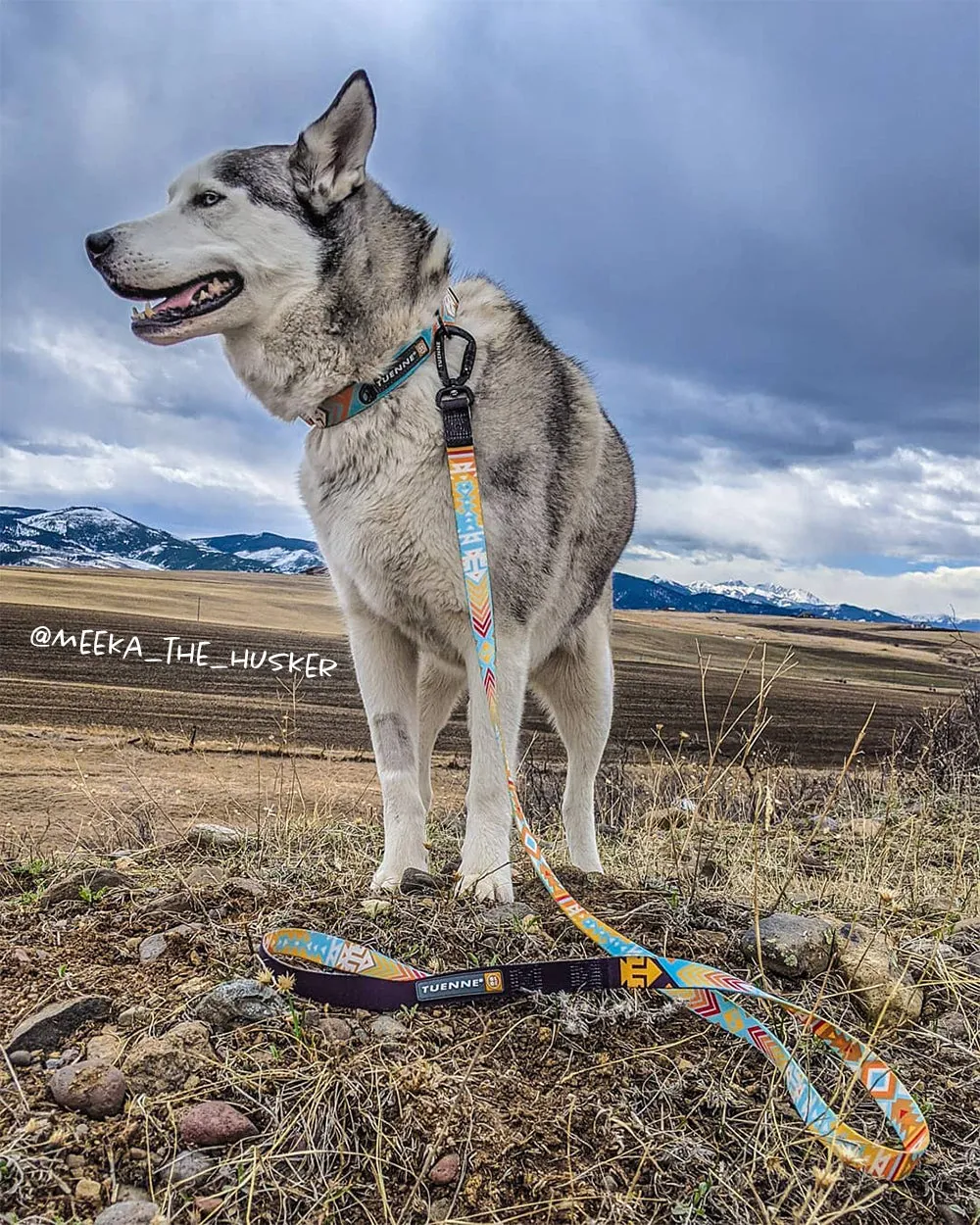 Southwest Dream Leash V2