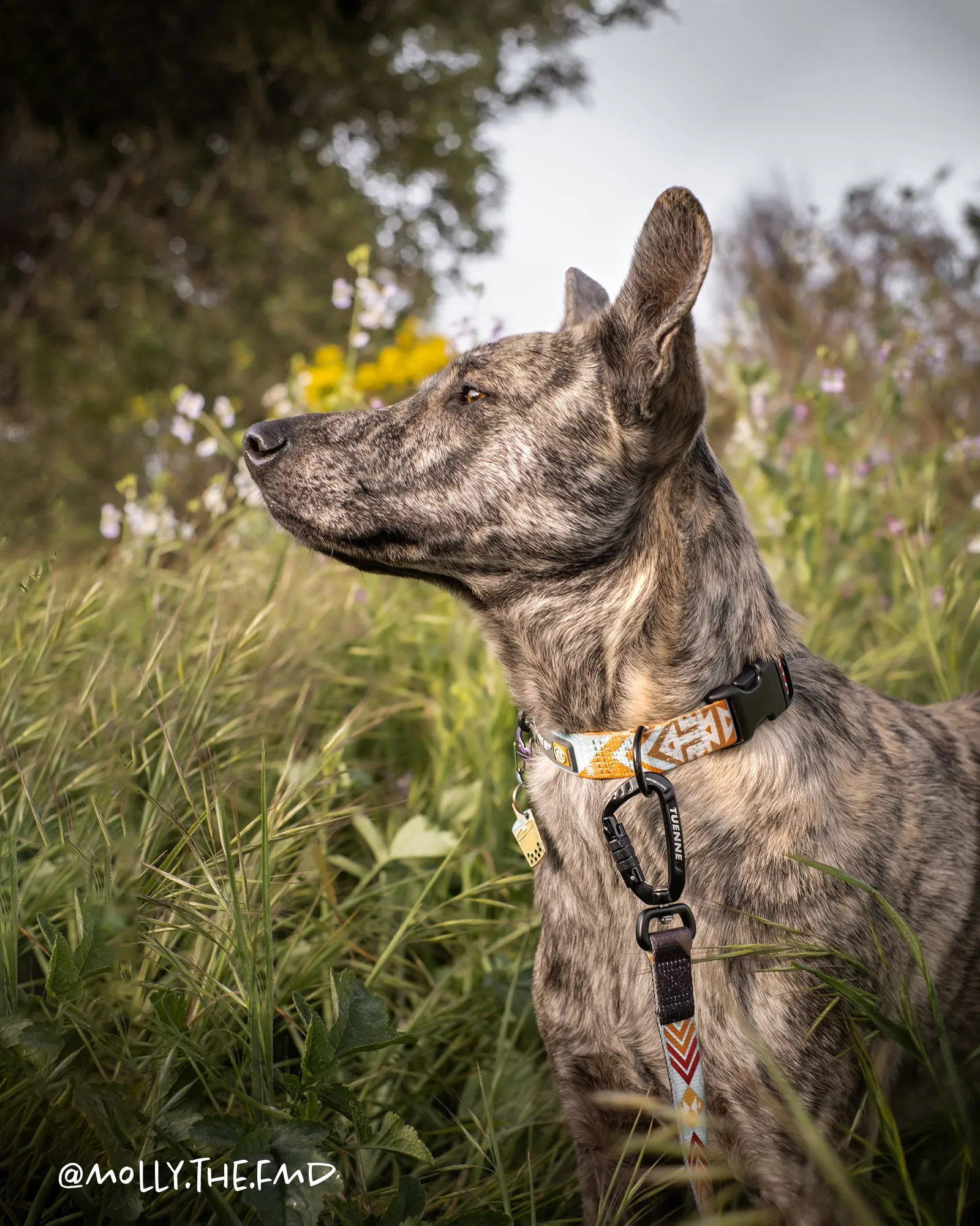 Southwest Dream Leash V2