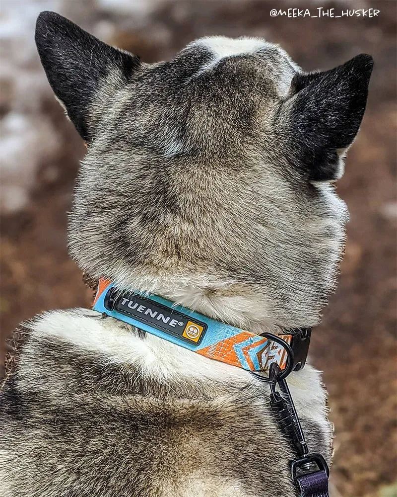 Southwest Dream Leash V2