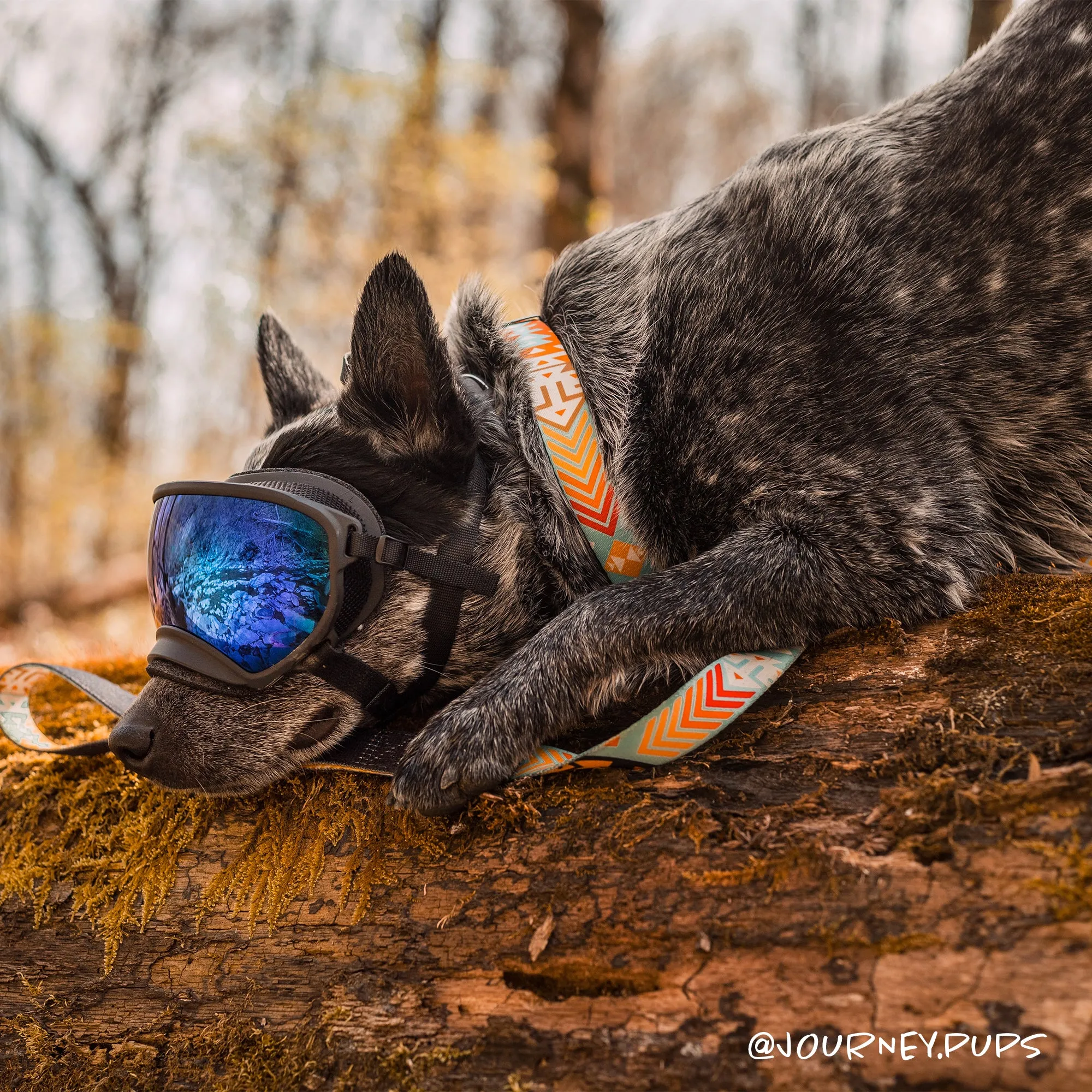 Southwest Dream Leash V2