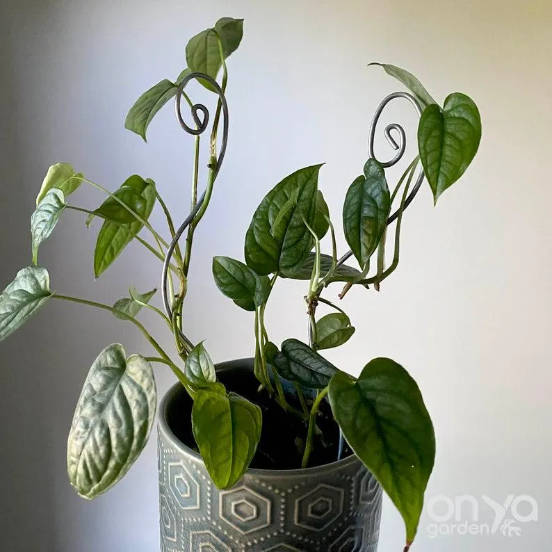 Steel Swirl Plant Stick, Decorative Stem Supporter