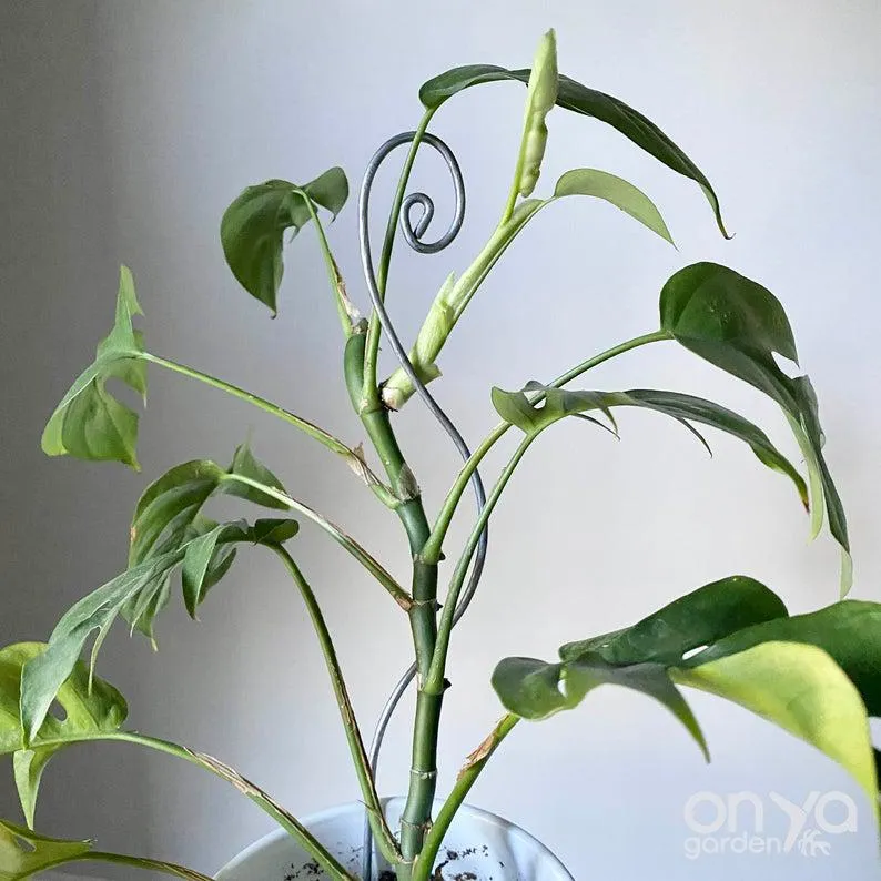 Steel Swirl Plant Stick, Decorative Stem Supporter