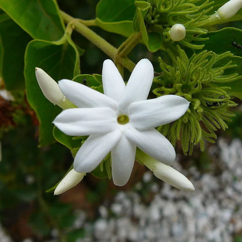 White Kakatan