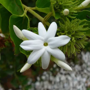 White Kakatan